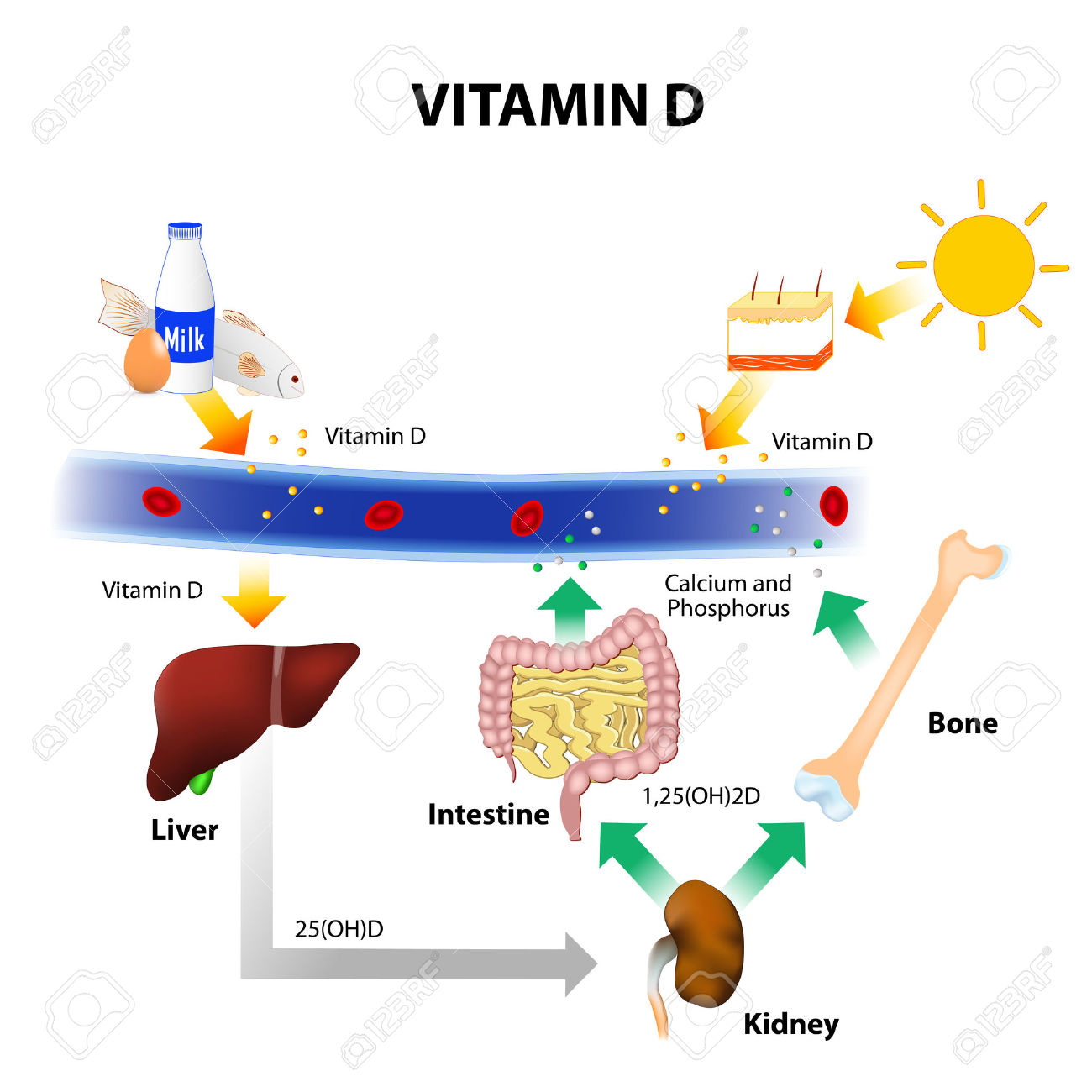 Vitamine D mechanisme(2)